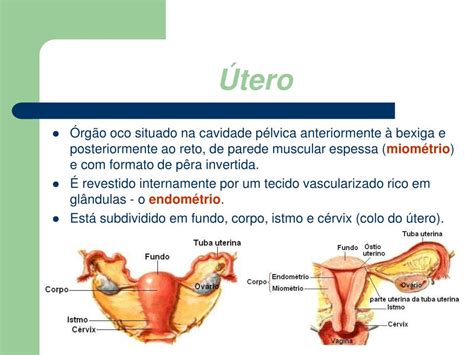 Vagina: anatomia e funções do órgão sexual feminino